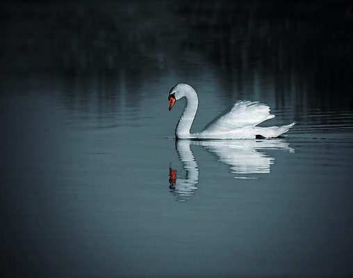 포토 JPG 해외이미지 주간 한마리 호수 사람없음 야외 백조 해외포토 자연요소 1 조류 파일형식 이미지허브