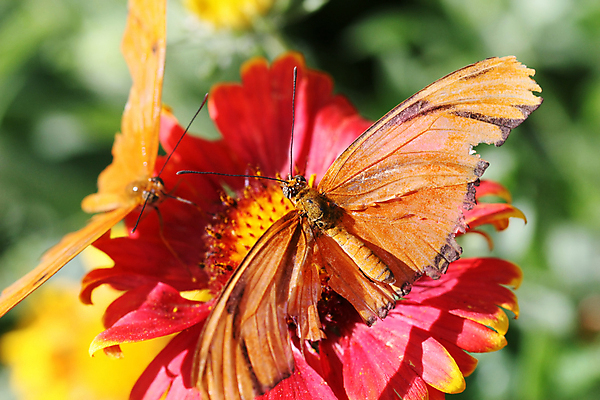 포토 JPG 해외이미지 나비 곤충 날개 안테나 사람없음 평화 정원 원예 변태 해외포토 동물 컨셉 통신 취미 파일형식 이미지허브