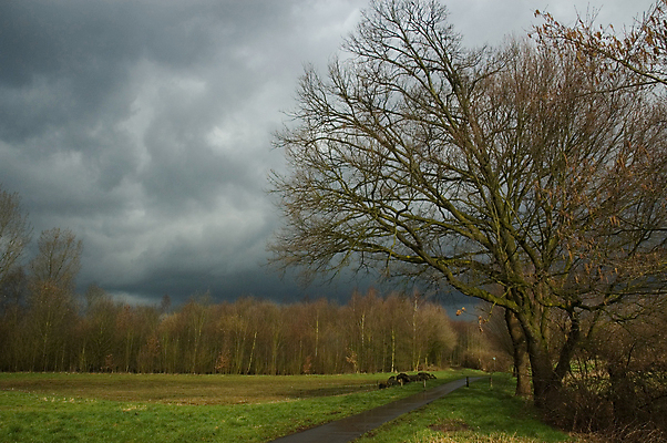 포토 JPG 해외이미지 나무 구름 길 밭 하늘 바람 날씨 거리 풍경 사람없음 초록색 어둠 회색 가을 나뭇가지 숲 폭풍 흐림 뇌우 해외포토 자연요소 식물 계절 컬러 농업 파일형식 이미지허브