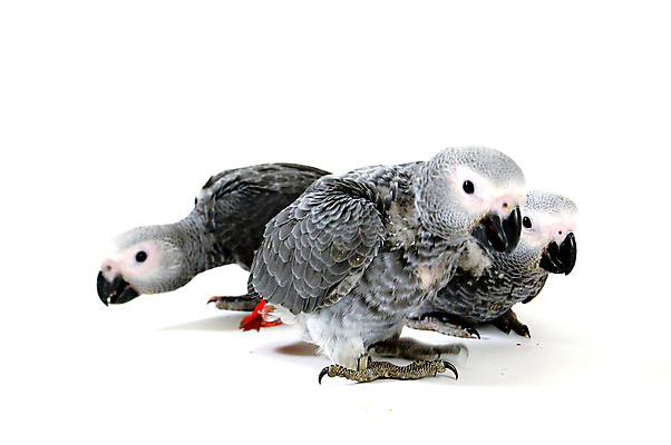 포토 JPG 해외이미지 동물 야생동물 자연 조류 이야기 사람없음 빨간색 회색 아기 앵무새 해외포토 컬러 사람 생태계 파일형식 이미지허브