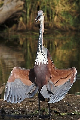 포토 JPG 해외이미지 공원 호수 야생동물 날개 아프리카 자연 조류 사람없음 야외 파란색 강 컬러풀 보라색 회색 큼 댐 왜가리 사파리 깃털 부리 남쪽 동물상 민물 발톱 전국 집게발 해외포토 동물 공공시설 나라 컬러 발 조형물 크기 방향 생태계 파일형식 이미지허브