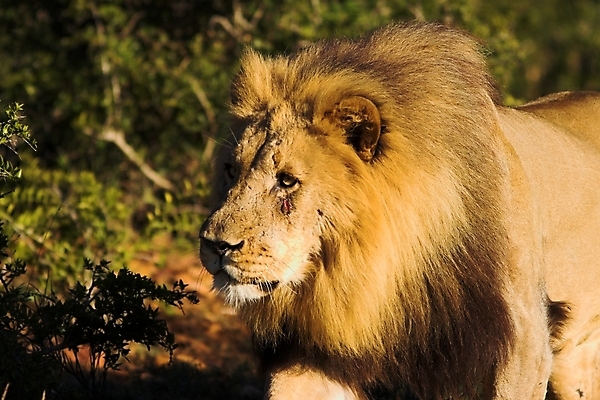 포토 JPG 해외이미지 동물 야생동물 줄기 포유류 아프리카 자연 수염 털 자 사람없음 고양이 힘 입 치아 위험 사자 큼 왕 사파리 꼬리 귀 육식동물 5 갈기 사냥꾼 사자자리 표범 리갈 왕국 웅장함 흉터 힘찬 해외포토 식물 직업 나라 컨셉 문구용품 신체부위 반려동물 숫자 별자리 소화기관 상처 크기 생태계 파일형식 이미지허브