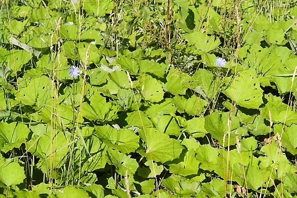 포토 JPG 해외이미지 식물 꽃 스포츠 백그라운드 잎 패턴 밭 채소 자연 추상 잔디 초원 사람없음 야외 가로 초록색 여름 파란색 정원 봄 카펫 활발 성장 시골 침대 신선 칼날 강의 자르기 원예 질감 지역 수레국화 효과 해외포토 계절 컬러 가구 컨셉 무늬 농업 모션 취미 생태계 파일형식 이미지허브