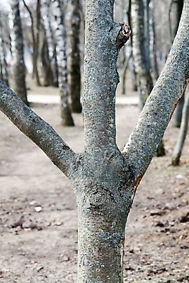 포토 JPG 해외이미지 모양 나무 지구 패턴 자연 사랑 사람없음 평화 화목 침묵 우정 메시지 숲 심볼 사인 나무껍질 생태학 통일 해외포토 식물 교육 감정 컨셉 무늬 친구 소리 껍질 생태계 파일형식 이미지허브