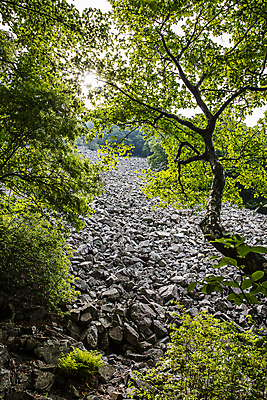 포토 JPG 주간 나무 자연 풍경 사람없음 야외 바위 경상남도 밀양 얼음골 국내포토 자연요소 식물 돌_바위 경상도 생태계 파일형식