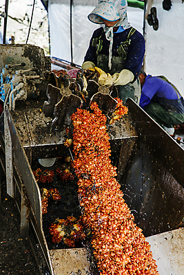 포토 JPG 실내 사람 상반신 두명 옆모습 기계 작업 경상남도 특산물 통영 멍게 성인만 국내포토 뷰포인트 내부 바다동물 경상도 파일형식