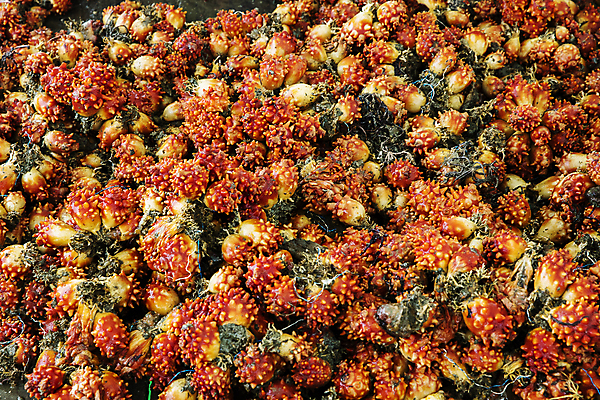 포토 JPG 주간 사람없음 야외 경상남도 가득함 특산물 통영 멍게 국내포토 자연요소 바다동물 경상도 파일형식