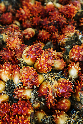 포토 JPG 주간 사람없음 야외 경상남도 가득함 특산물 통영 멍게 국내포토 자연요소 바다동물 경상도 파일형식