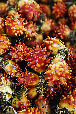 포토 JPG 주간 사람없음 야외 경상남도 가득함 특산물 통영 멍게 국내포토 자연요소 바다동물 경상도 파일형식