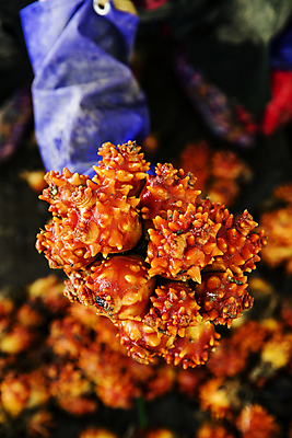 포토 JPG 주간 들기 야외 아웃포커스 신체부위 경상남도 특산물 팔 통영 멍게 국내포토 자연요소 모션 촬영기법 사람 바다동물 경상도 파일형식