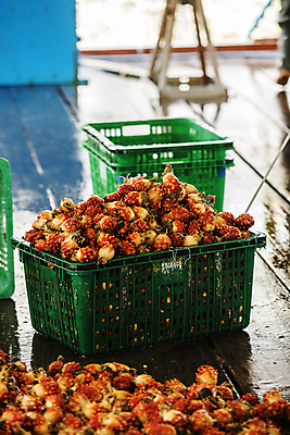 포토 JPG 실내 사람없음 아웃포커스 바구니 경상남도 가득함 담기 특산물 통영 멍게 국내포토 모션 촬영기법 내부 바다동물 경상도 파일형식