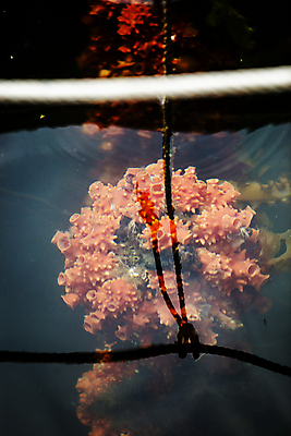 포토 JPG 주간 바다 사람없음 야외 수중 경상남도 특산물 통영 멍게 국내포토 자연요소 바다동물 경상도 파일형식