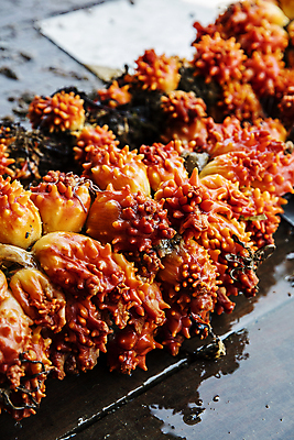 포토 JPG 주간 사람없음 야외 아웃포커스 경상남도 특산물 통영 멍게 국내포토 자연요소 촬영기법 바다동물 경상도 파일형식