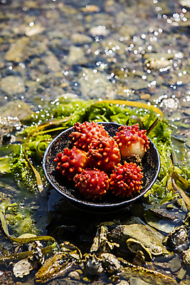 포토 JPG 주간 사람없음 야외 아웃포커스 물 바구니 경상남도 담기 특산물 통영 멍게 국내포토 자연요소 모션 촬영기법 바다동물 경상도 파일형식