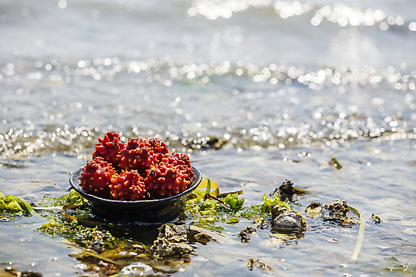 포토 JPG 주간 사람없음 야외 아웃포커스 물 바구니 경상남도 담기 특산물 통영 멍게 국내포토 자연요소 모션 촬영기법 바다동물 경상도 파일형식