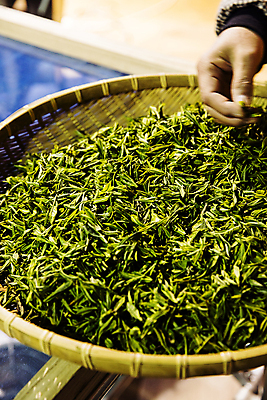 포토 JPG 손 실내 들기 신체부위 소쿠리 녹차 경상남도 녹차잎 하동 국내포토 모션 사람 내부 차_음료 바구니 경상도 찻잎 파일형식