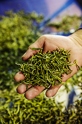 포토 JPG 손 실내 들기 아웃포커스 신체부위 녹차 경상남도 보여주기 녹차잎 하동 국내포토 모션 촬영기법 사람 내부 차_음료 경상도 찻잎 파일형식