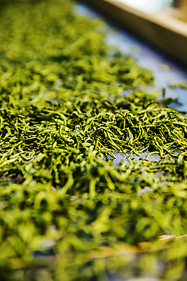 포토 JPG 실내 사람없음 아웃포커스 소프트포커스 녹차 경상남도 녹차잎 하동 국내포토 촬영기법 내부 차_음료 경상도 찻잎 파일형식