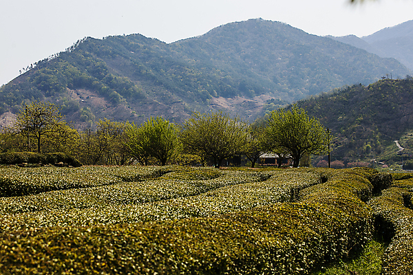 포토 JPG 주간 산 풍경 사람없음 야외 녹차 경상남도 녹차밭 하동 국내포토 자연요소 밭 차_음료 경상도 파일형식