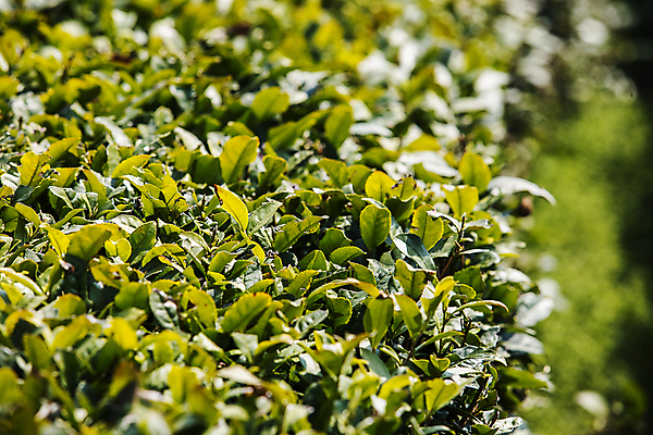 포토 JPG 주간 사람없음 야외 아웃포커스 녹차 경상남도 녹차밭 녹차잎 하동 국내포토 자연요소 밭 촬영기법 차_음료 경상도 찻잎 파일형식