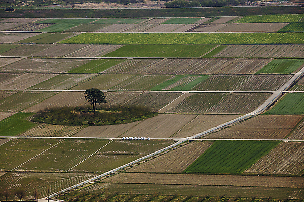 포토 JPG 주간 나무 사람없음 야외 경상남도 청보리밭 하동 경관 국내포토 자연요소 식물 밭 풍경 경상도 파일형식