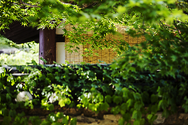 포토 JPG 주간 나뭇잎 풍경 사람없음 야외 사찰 경상북도 김천 대웅전 직지사 국내포토 자연요소 잎 불교 종교건축 경상도 파일형식