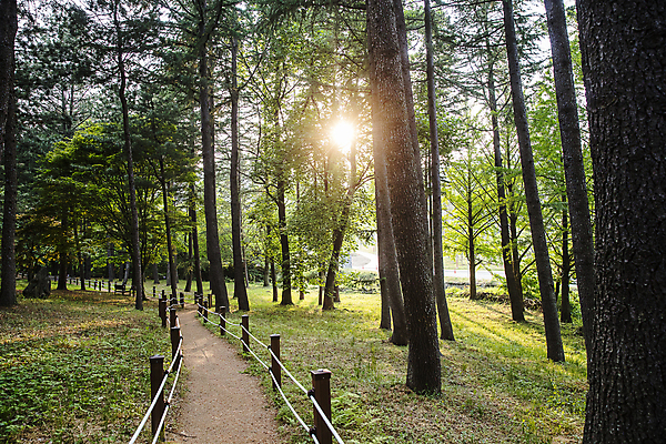 포토 JPG 주간 풍경 사람없음 야외 햇빛 산책로 경상북도 숲길 김천 직지사 국내포토 자연요소 길 태양 사찰 경상도 파일형식