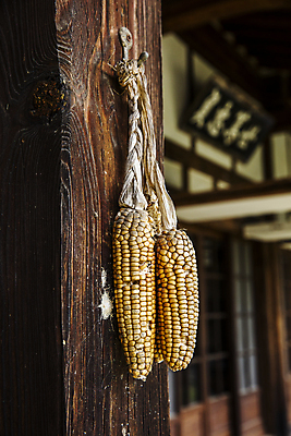 포토 JPG 주간 전통 한옥 건조 매달리기 옥수수 사람없음 야외 아웃포커스 전라남도 담양 국내포토 자연요소 한국전통 고건축 모션 곡류 촬영기법 전라도 파일형식