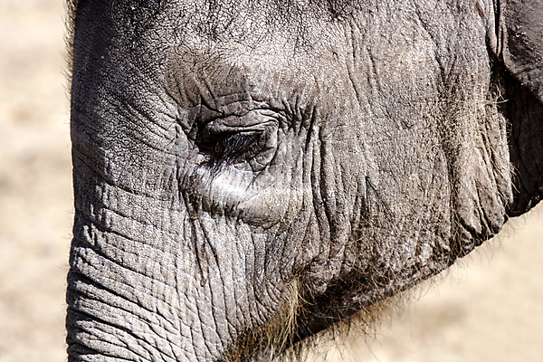 포토 JPG 해외이미지 동물 1 공원 야생동물 포유류 모션 아프리카 자연 초식동물 코끼리 동물원 사람없음 물 달리기 환경 산책 회색 젖음 게임 아기 보호 작음 가죽 사파리 싱글 코 남쪽 내추럴 송아지 세렝게티 채식주의자 탄자니아 해외포토 자연요소 공공시설 나라 새끼 컬러 컨셉 놀이 휴식 사람 신체부위 소 크기 방향 생태계 채식 파일형식 이미지허브