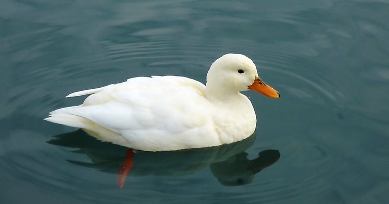 포토 JPG 해외이미지 동물 호수 야생동물 겨울 날개 오렌지 자연 조류 오리 손바닥 사람없음 물 흰색 스위스 깃털 부리 청둥오리 해외포토 자연요소 손 계절 유럽 컬러 과일 생태계 파일형식 이미지허브