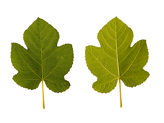 포토 JPG 해외이미지 나무 식물 백그라운드 단풍 잎 밭 농업 자연 새로움 씨앗 사람없음 초록색 한개 희망 봄 활발 성장 신선 작음 시작 원예 개발 고립 땅바닥 모종 세련 해외포토 1 계절 감정 산업 컬러 컨셉 바닥 취미 크기 생태계 파일형식 이미지허브