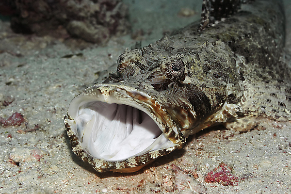 포토 JPG 해외이미지 동물 1 모래 스포츠 바다 백그라운드 자연 바닥 이집트 어류 사람없음 야외 물 컬러풀 바닷속 수중 오픈 독약 입 스노클링 산호 위험 인도인 엿보기 싱글 다이빙 암초 깊이 혼자 해외포토 자연요소 외국인 컬러 컨셉 모션 아프리카 동양인 신체부위 수영 수중동물 수상스포츠 자포동물 생태계 수중스포츠 파일형식 이미지허브
