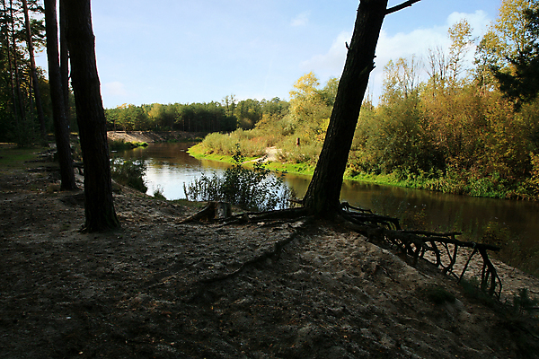 포토 JPG 해외이미지 나무 식물 계절 길 모래 잎 자연 하늘 아침 휴식 사람없음 야외 초록색 물 파란색 강 컬러풀 평화 환경 맑음 침묵 시골 소나무 황무지 황금 숲 뿌리 광택 침엽수 폴란드 생태학 해외포토 주간 자연요소 교육 유럽 컬러 컨셉 날씨 소리 생태계 파일형식 이미지허브