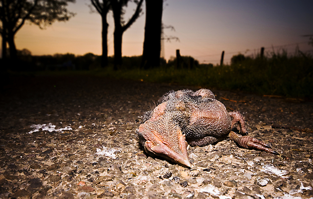 포토 JPG 해외이미지 동물 계절 도로 길 자연 조류 거리 사람없음 갈색 바위 죽음 보행로 내추럴 땅바닥 해외포토 컬러 교통시설 바닥 돌_바위 생태계 파일형식 이미지허브