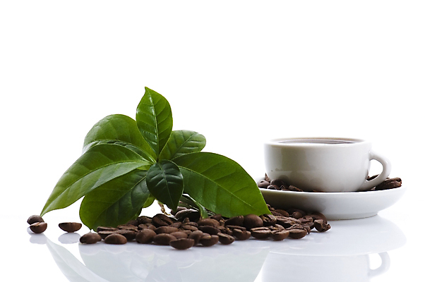 포토 JPG 해외이미지 식물 커피 음료 음식 잎 재료 콩 사람없음 컵 초록색 갈색 어둠 카페 에너지 성장 나뭇가지 신선 설탕 향기 만들기 카페인 해외포토 나무 식기 컬러 모션 곡류 상점 냄새 파일형식 이미지허브