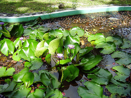 포토 JPG 해외이미지 꽃 섬 여행 휴식 사람없음 초록색 물 햇빛 뷰티 연못 해외포토 자연요소 식물 컬러 컨셉 태양 파일형식 이미지허브