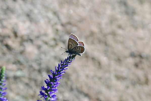 포토 JPG 해외이미지 동물 꽃 나비 자연 사람없음 여름 파란색 갈색 회색 바위 해외포토 식물 계절 컬러 곤충 돌_바위 생태계 파일형식 이미지허브
