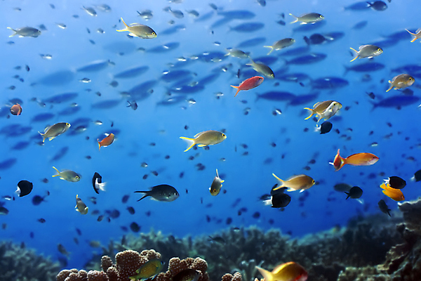 포토 JPG 해외이미지 동물 바다 백그라운드 이집트 어류 사람없음 물 파란색 바닷속 수중 스노클링 황금 산호 다이빙 암초 강렬 깊이 소금물 식민지 이국적 해외포토 자연요소 컬러 아프리카 수영 수중동물 수상스포츠 자포동물 수중스포츠 파일형식 이미지허브