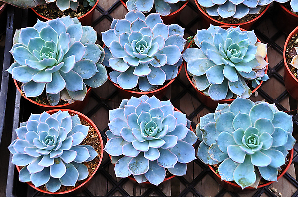 포토 JPG 해외이미지 식물 잎 꽃무늬 자연 사람없음 장식 여름 파란색 장미 정원 봄 놀이방 사막 성장 못 그룹 닫기 냄비 플라스틱 묘사 원예 생물학 스파이크 영원 이국적 해외포토 계절 교육 꽃 컬러 무늬 모션 재질 취미 공구 솥 생태계 파일형식 이미지허브