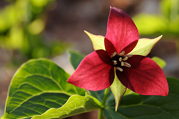 포토 JPG 해외이미지 주간 식물 꽃잎 꽃 줄기 잎 사람없음 야외 빨간색 초록색 빛 정원 맑음 봄 들꽃 벚꽃 주름 닫기 심볼 꽃가루 정맥 꽃수술 영원 해외포토 자연요소 계절 컬러 모션 날씨 가루 혈관 파일형식 이미지허브