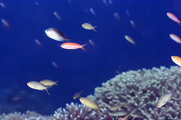 포토 JPG 해외이미지 동물 바다 백그라운드 이집트 어류 사람없음 물 파란색 바닷속 수중 스노클링 황금 산호 다이빙 암초 강렬 깊이 소금물 이국적 해외포토 자연요소 컬러 아프리카 수영 수중동물 수상스포츠 자포동물 수중스포츠 파일형식 이미지허브