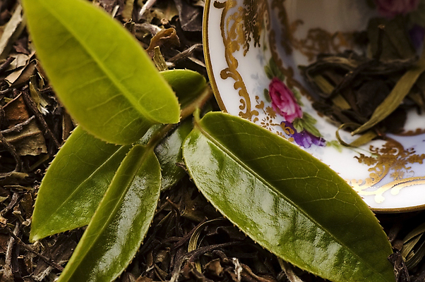 포토 JPG 해외이미지 잎 티타임 근접촬영 사람없음 찻잔 찻잎 녹차잎 해외포토 식물 뷰포인트 휴식 잔 차_음료 녹차 파일형식 이미지허브