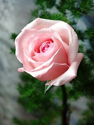 포토 JPG 해외이미지 식물 꽃잎 꽃 분홍색 결혼 백그라운드 꽃무늬 자연 휴가 발렌타인데이 선물 사람없음 여름 빛 컬러풀 뷰티 장미 노란색 정원 낭만 벚꽃 축하 개화 닫기 만족 내추럴 해외포토 계절 감정 컬러 컨셉 무늬 모션 데이이벤트 이벤트 생태계 파일형식 이미지허브