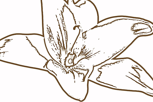 포토 JPG 해외이미지 꽃 사람없음 검은색 회색 그리기 클래식 백합 해외포토 식물 컬러 컨셉 모션 파일형식 이미지허브