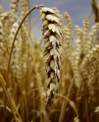 포토 JPG 해외이미지 빵 밭 옥수수 사람없음 낟알 시리얼 해외포토 음식 농업 곡류 파일형식 이미지허브