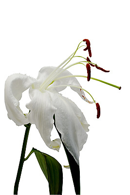 포토 JPG 해외이미지 꽃 사람없음 슬픔 벚꽃 흰색 죽음 순수 결백 썩음 해외포토 식물 감정 컬러 컨셉 파일형식 이미지허브