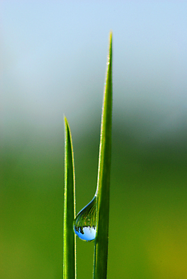 포토 JPG 해외이미지 식물 줄기 아침 잔디 사람없음 우주 안개 물방울 기다림 고독 수집 땅바닥 생존 해외포토 주간 감정 모션 날씨 바닥 파일형식 이미지허브