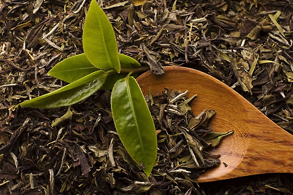 포토 JPG 해외이미지 잎 티타임 근접촬영 사람없음 나무숟가락 찻잎 녹차잎 해외포토 식물 뷰포인트 휴식 차_음료 숟가락 녹차 파일형식 이미지허브