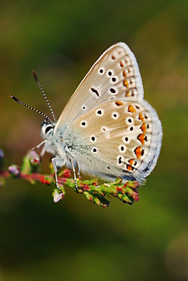 포토 JPG 해외이미지 동물 꽃 나비 자연 사람없음 초록색 파란색 갈색 해외포토 식물 컬러 곤충 생태계 파일형식 이미지허브