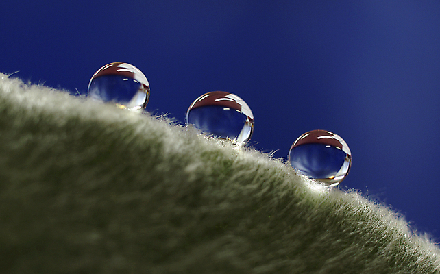 포토 JPG 해외이미지 식물 백그라운드 잎 자연 3 사람없음 초록색 물 물방울 떨어짐 이슬 묘사 질감 해외포토 자연요소 컬러 컨셉 생태계 파일형식 이미지허브